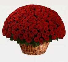 Премиум букет из: Розы #REPLACE_PRED# Аликоновке